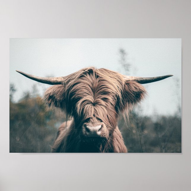 Highland cow portrait poster (Front)