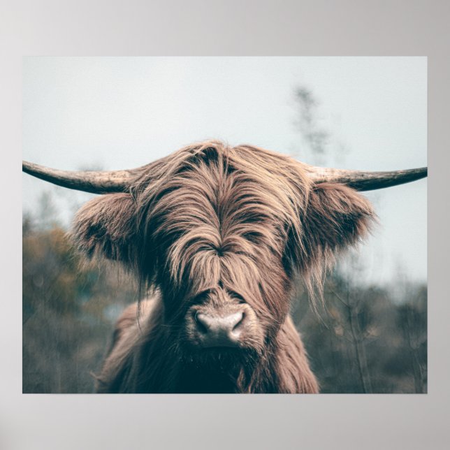 Highland cow portrait poster (Front)