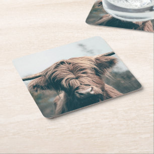 Highland cow portrait square paper coaster