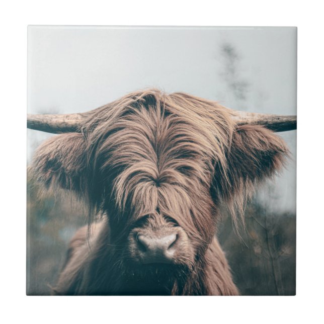 Highland cow portrait tile (Front)
