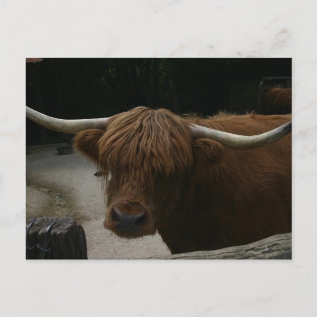 Highland Cow Postcard (Front)