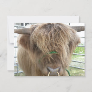 Highland Cow Postcard