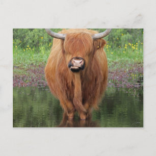 Highland cow postcard