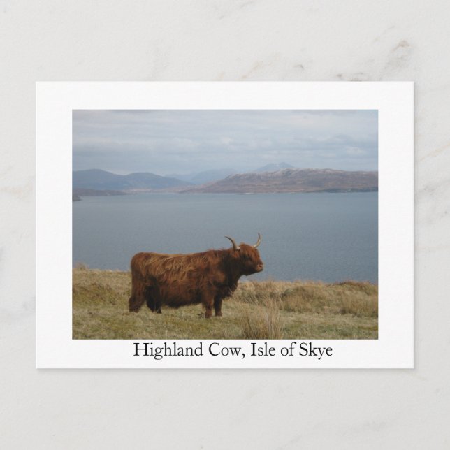 Highland cow postcard (Front)