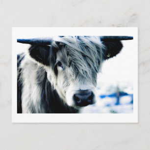 Highland Cow Postcard