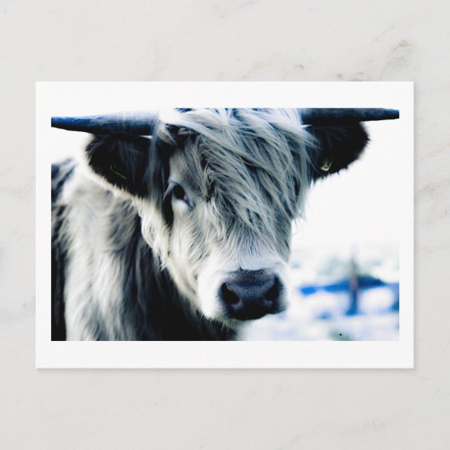 Highland Cow Postcard (Front)