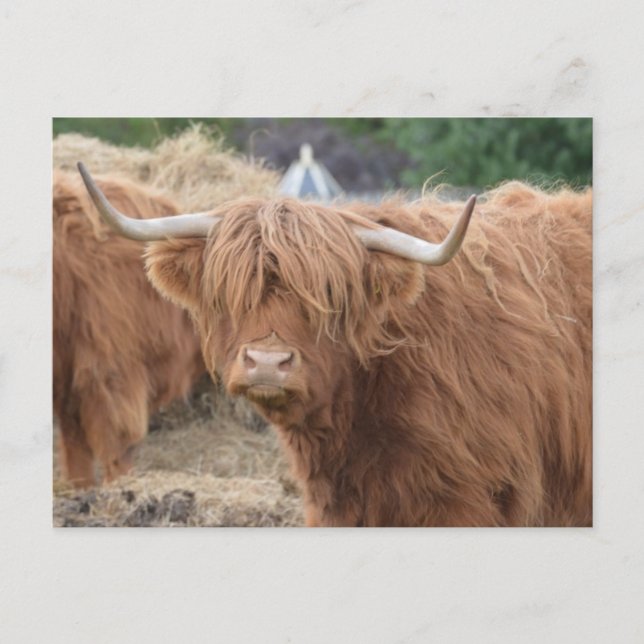 Highland Cow Postcard (Front)