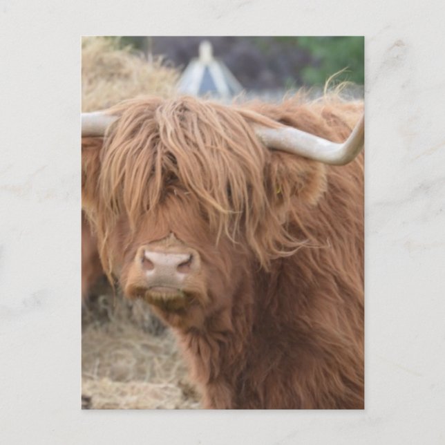 Highland Cow Postcard (Front)