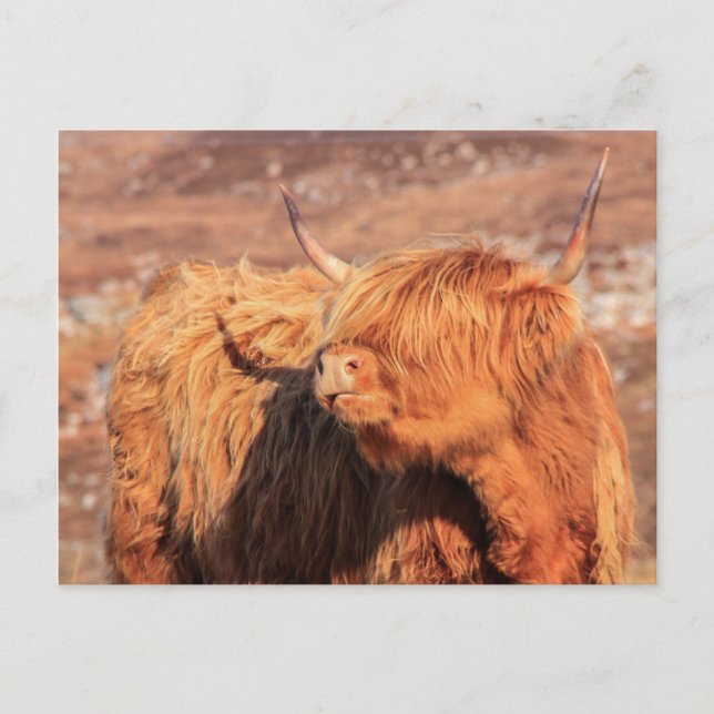 Highland Cow Postcard (Front)