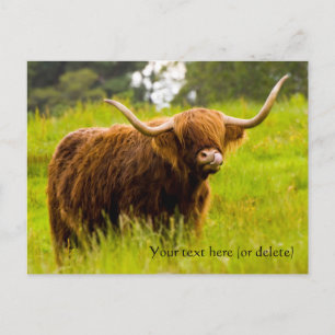 Highland Cow Postcard