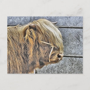 HIGHLAND COW POSTCARD