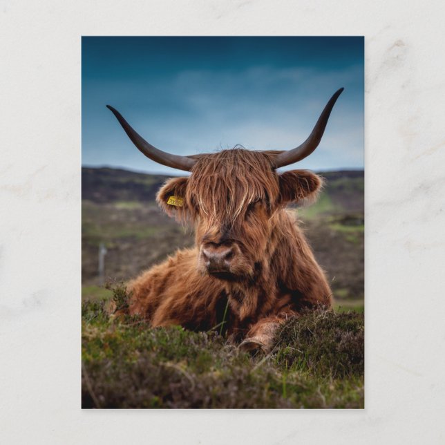 Highland Cow Postcard (Front)