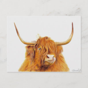 Highland cow postcard