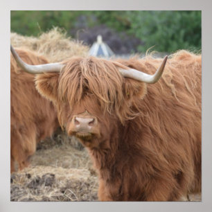 Highland Cow Poster