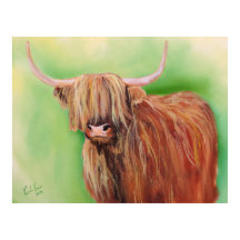Highland cow
