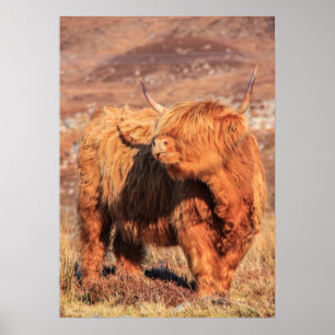 Highland Cow Poster/Print Poster
