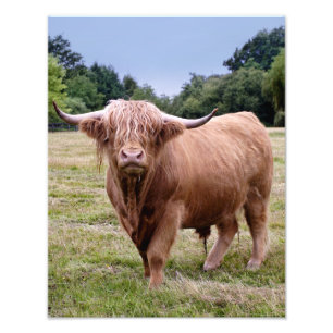 Highland Cow Print
