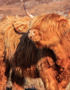 Highland Cow Jigsaw Puzzles Zazzle Co Uk