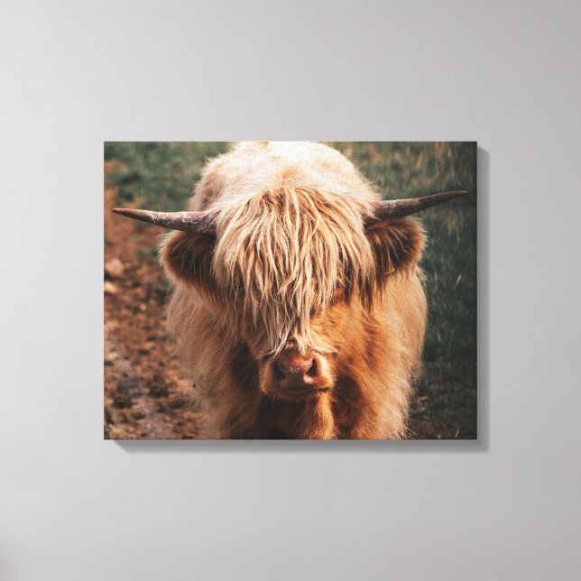 Highland Cow Scotland Canvas Print (Front)