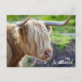 Highland Cow Scotland Postcard