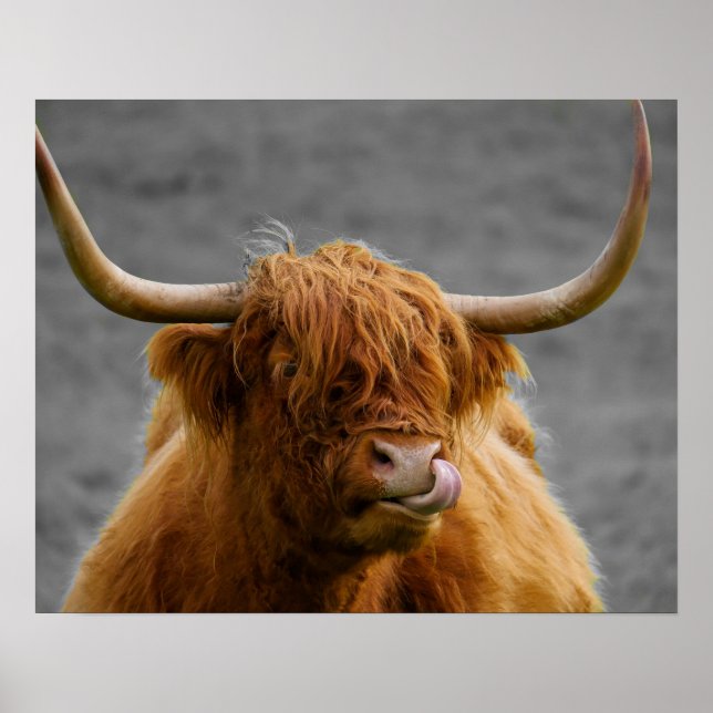 Highland Cow Scotland Rustic Black White    Poster (Front)
