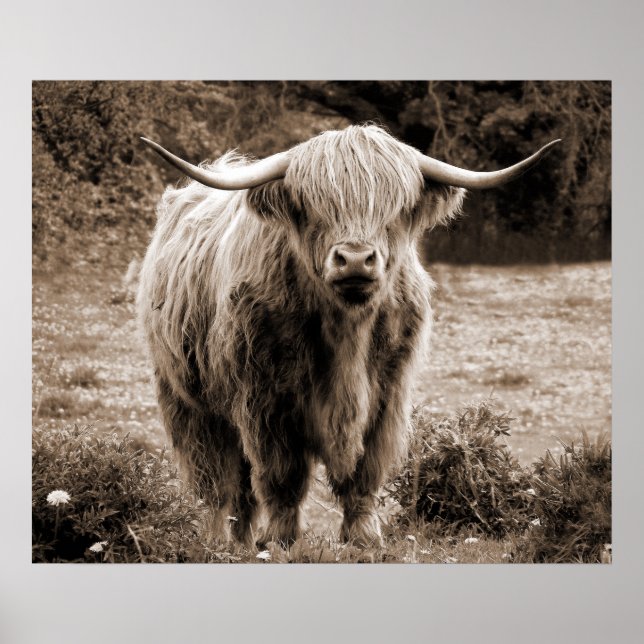  Highland Cow Scotland Rustic Brown monotone  Poster (Front)