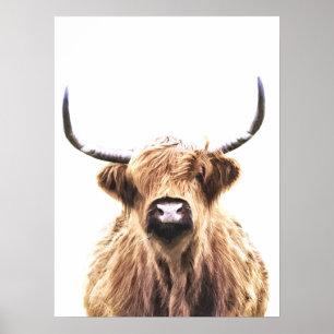 Highland cow scottish animal portrait poster
