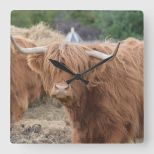 Highland Cow Square Wall Clock