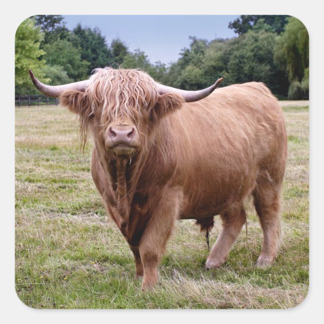 Highland Cow Sticker (Front)