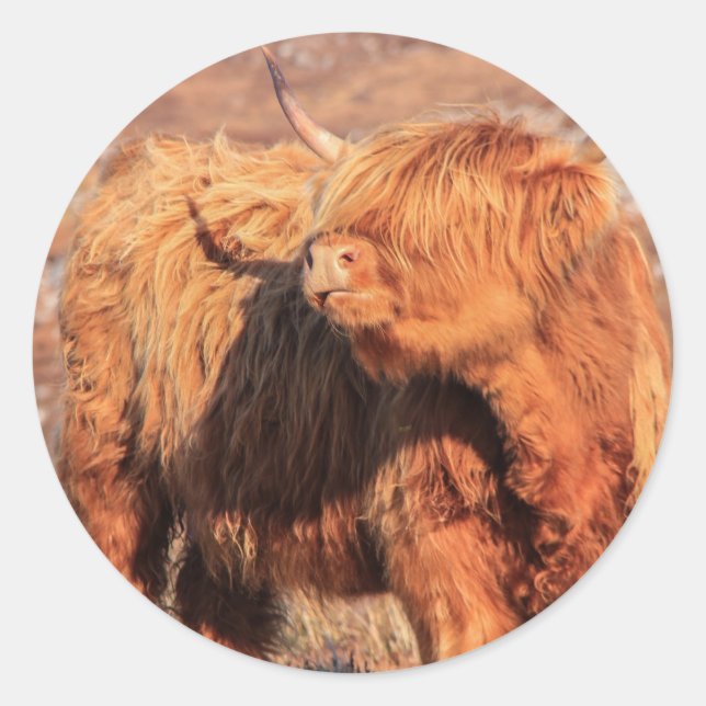 Highland Cow Stickers (Front)
