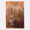 Highland Cow