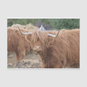 Highland Cow Tissue Paper