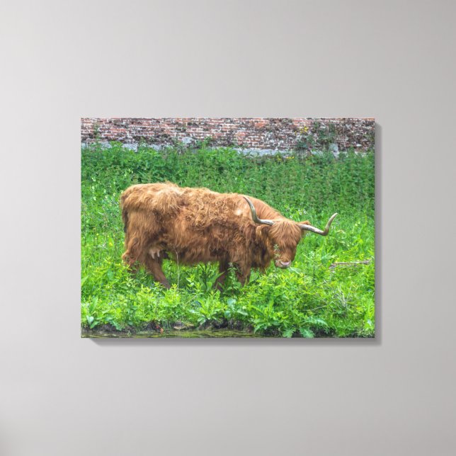 Highland cow view canvas print (Front)