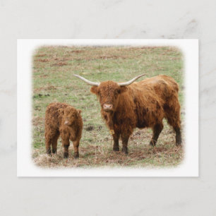 Highland Cow with calf 9Y316D-048 Postcard