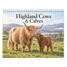 Highland Cows and Calves Scottish Countryside