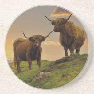 Highland Cows At Sunset Coaster