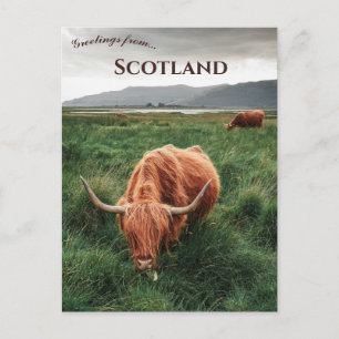 Highland Cows Isle of Mull Scotland Postcard