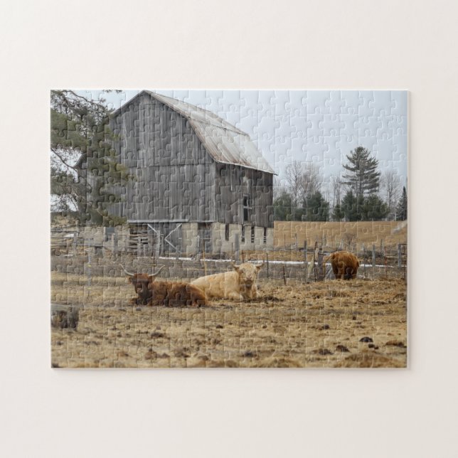 Highland cows jigsaw puzzle (Horizontal)
