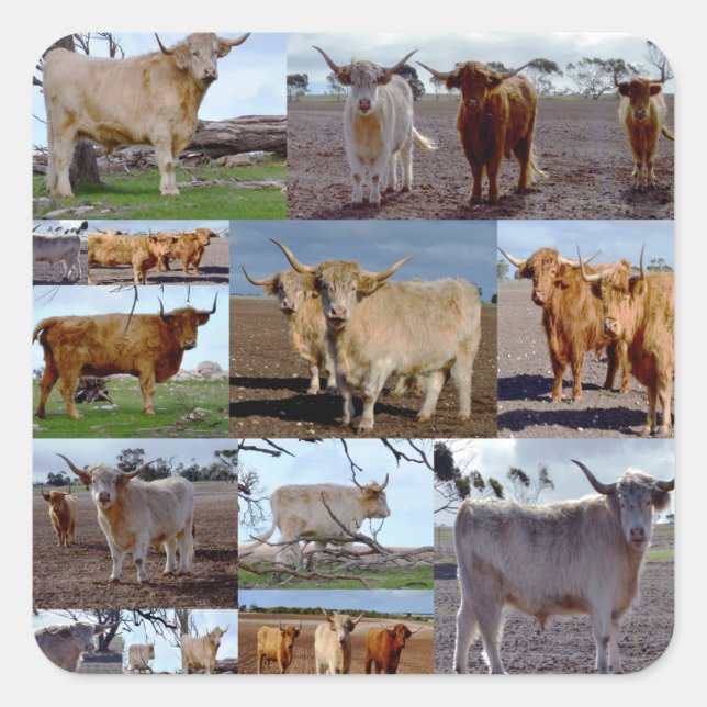 Highland Cows Photo Collage, Square Sticker (Front)
