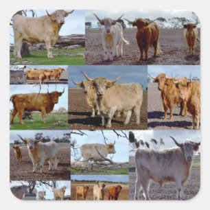Highland Cows Photo Collage, Square Sticker