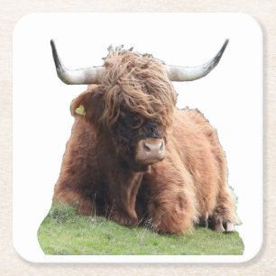 Highland "Moo" Cow Coaster