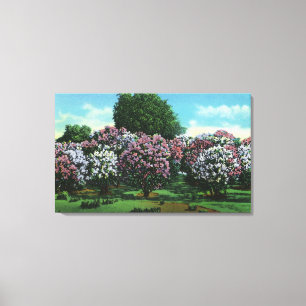 Highland Park Lilacs in Bloom Canvas Print