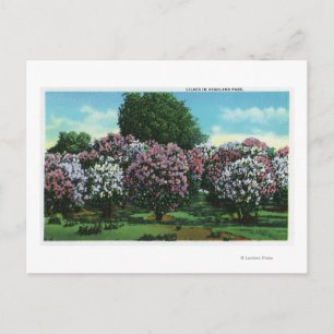 Highland Park Lilacs in Bloom Postcard