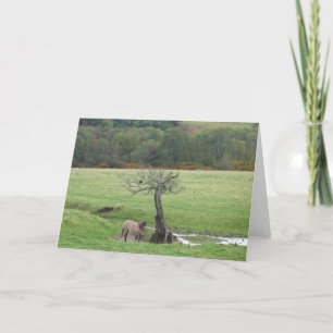 Highland pony and raven greeting card