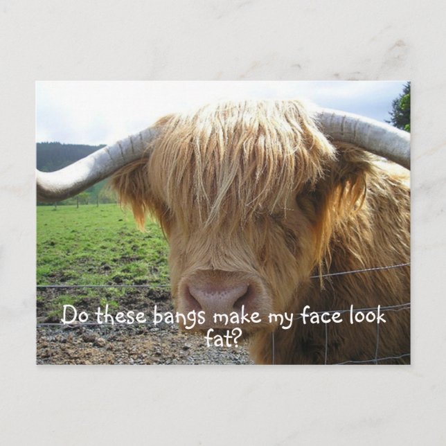Highland Steer Funny Postcard (Front)