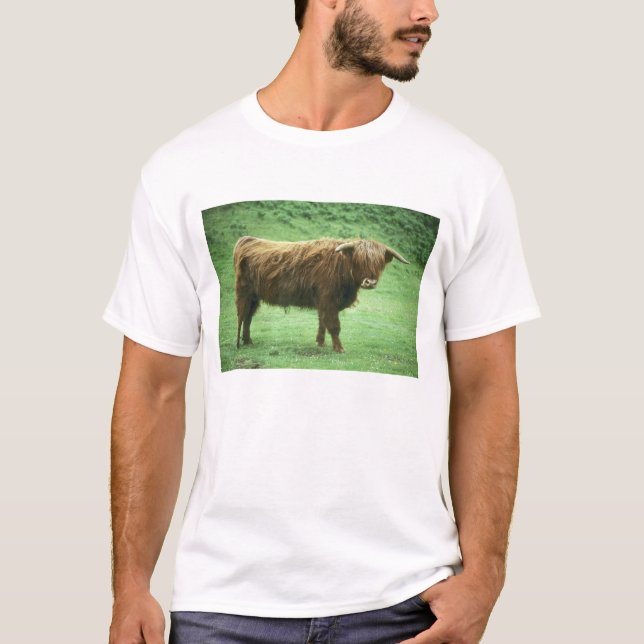 Highland Steer, Island of Mull, Inner T-Shirt (Front)