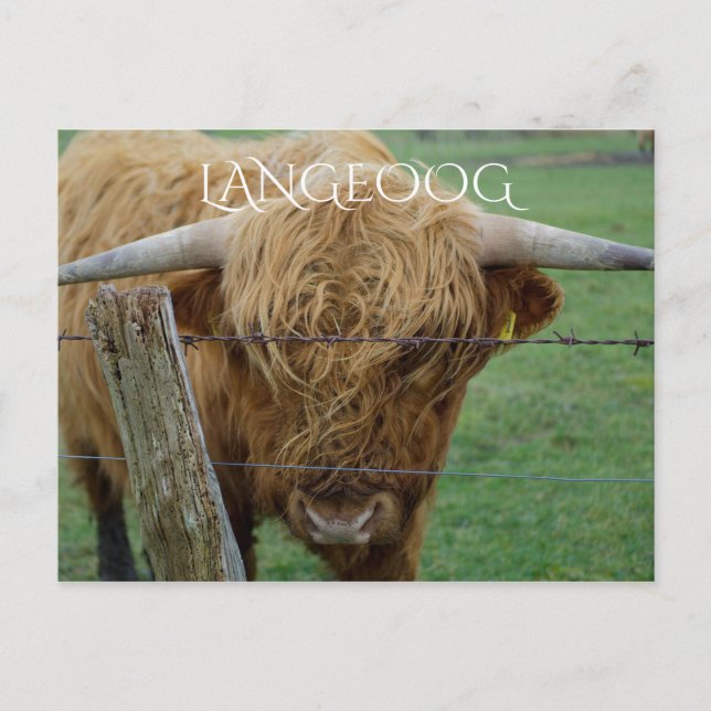 Highland Steer, Langeoog Island, Frisian Islands Postcard (Front)