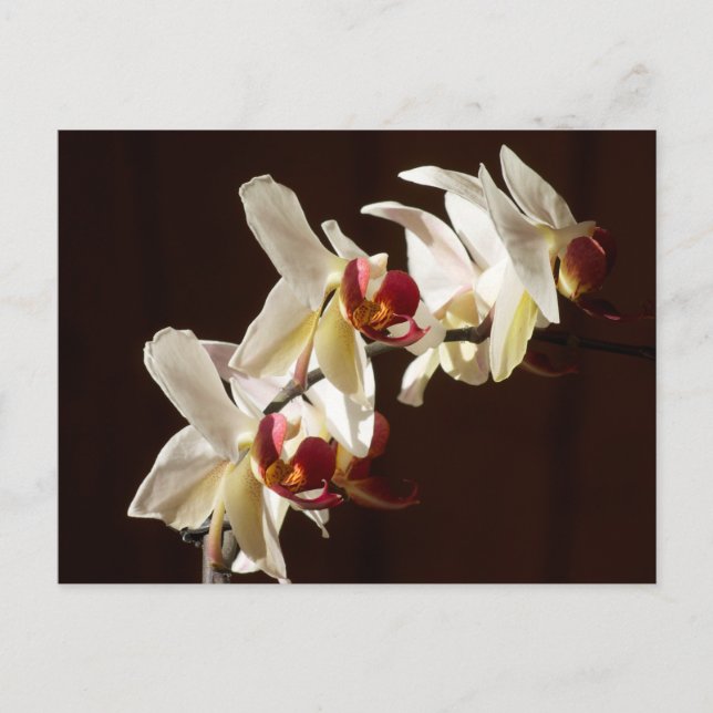 Highlighted White Orchids Floral Photography Postcard (Front)