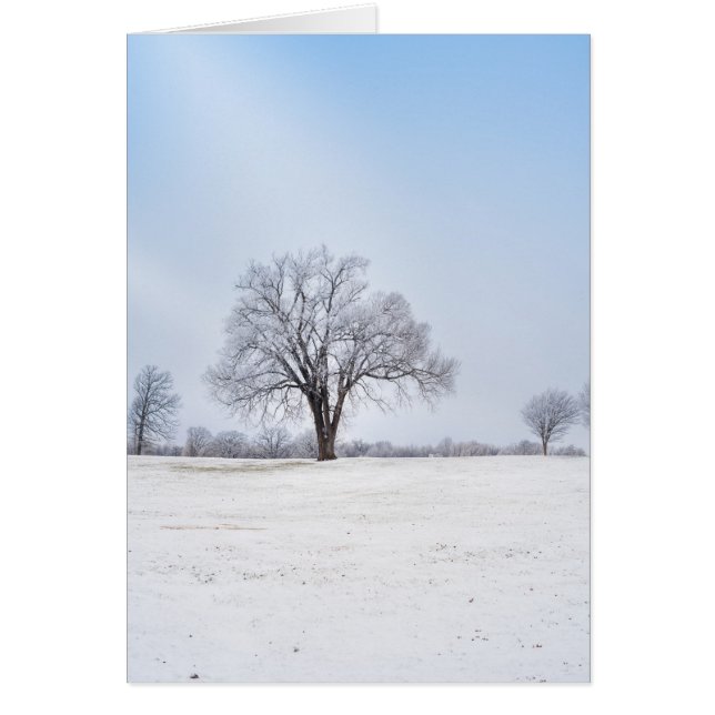 Highlighted Winter Oak Tree Greeting Card (Front)