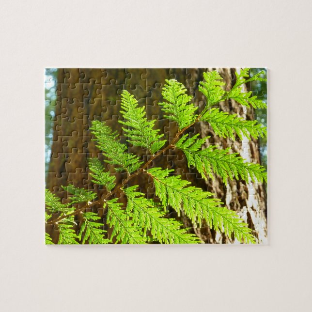 Highlights of a Redwood Tree Botanical Jigsaw Puzzle (Horizontal)